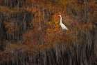Great egret among bald cypress trees and autumn colors in southern swamp, Caddo Lake, Texas. Art Print